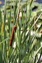 how to weave & preserve cattails