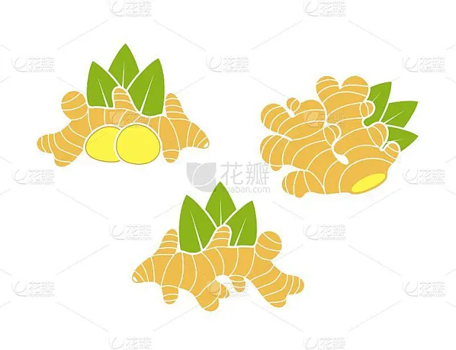 姜的标志。孤立的姜在白色背景上素材-花瓣网