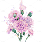 中国风康乃馨花朵插画