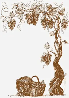 矢量葡萄藤免抠png素材_新图网ixintu.com