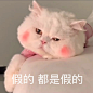 可爱猫咪表情包丨腮红球 - 堆糖