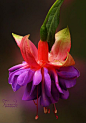 Fuchsia... I have 2 baskets of these hanging on my front porch...they're gorgeous!: 