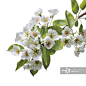 Pear blossoms on a white background_创意图片