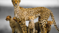 General 1920x1080 animals leopards