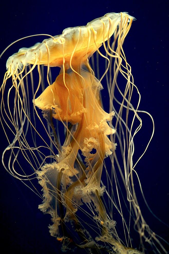 Jellyfish | ~*~ Life...