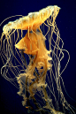 Jellyfish | ~*~ Life in the Deep Blue Sea ~*~