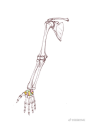 #解剖结构研习# 第二天上肢修改第二波……尺骨桡骨肱骨拉长 ​​​​