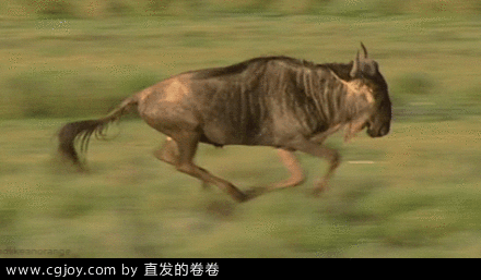 四足动物飘带等的运动规律图和gif-游戏...