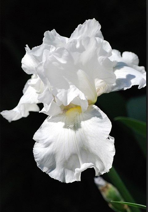 鸢尾花的花语白色图片