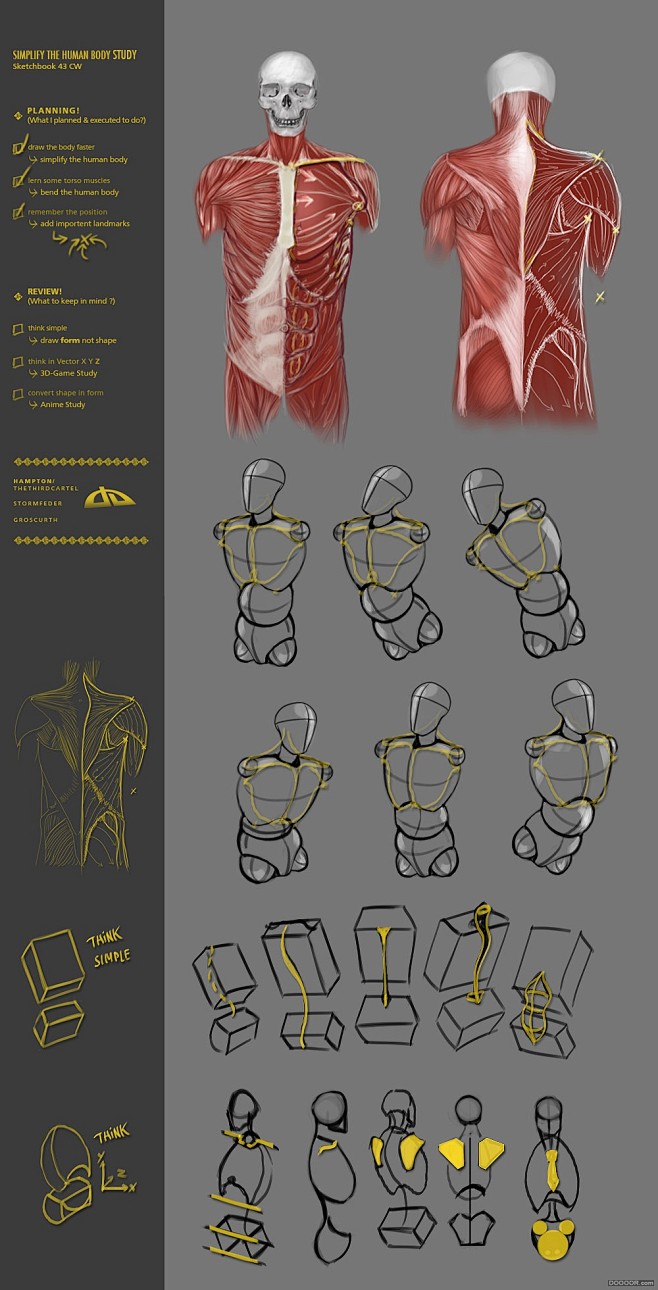 百家人体结构画法 之 肩部-胸腔-后背动...
