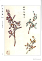 《芥子园画谱第二集-梅兰竹菊》上  国画花卉山石树木绘画资料美术素材图片保存第三组 ​​​ : 《芥子园画谱第二集-梅兰竹菊》上 国画花卉山石树木绘画资料美术素材图片保存第三组 