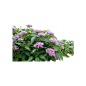 五星花