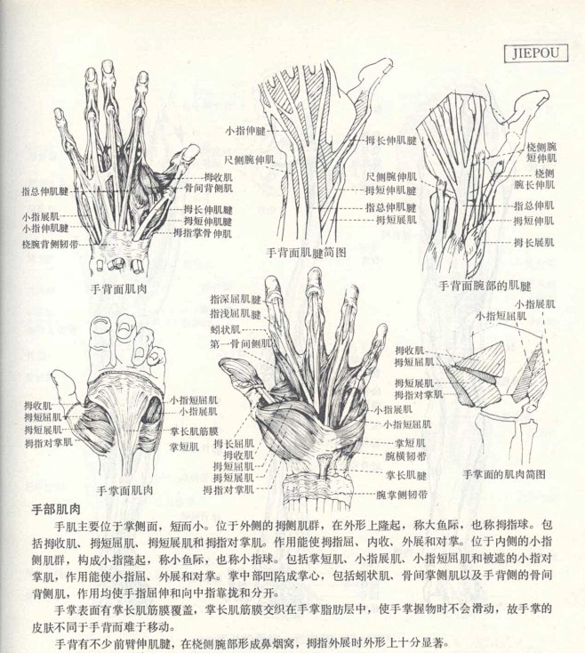 人体造型基础——人体局部解剖 - 水木白...