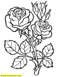 某些类型的玫瑰长出很多花瓣，围绕着花的中心，几乎形成一个圆形。下面的玫瑰着色页有这个形状。花瓣隐藏了花的中间部分，称为雄蕊。有时玫瑰不应该意味着浪漫的爱情。黄玫瑰实际上是友谊和关怀的象征。它们是送给朋友的完美花朵。也许有人将这些玫瑰送给朋友，以表明他们在想它们。这种可打印的玫瑰有非常大而美丽的花瓣向上伸展以捕捉阳光。另外两个花蕾还没有完全开花，但希望有一天它们会一样大。玫瑰需要充足的阳光和水才能生长。