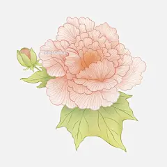 手绘清新芙蓉花元素PNG搜索网 - 精选免抠素材_透明PNG图片分享下载_pngss.com