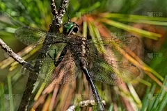 海恩的翡翠Dargonfly