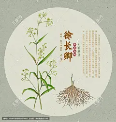 徐长卿 徐长卿插画 手绘徐长卿 竹叶细辛 药材医草 手绘值物花草 手绘中草药 中草药包装插画 草本植物 草药包装插画 中药大全 中药插画 复古医书草药插图 中草药 中医文化