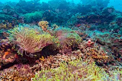 海葵,水,美,水平画幅,水肺潜水,水下,夏天,异国情调,华丽海葵,礁石