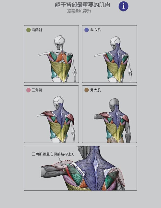 骨骼与肌肉的关系正面与背面绘画