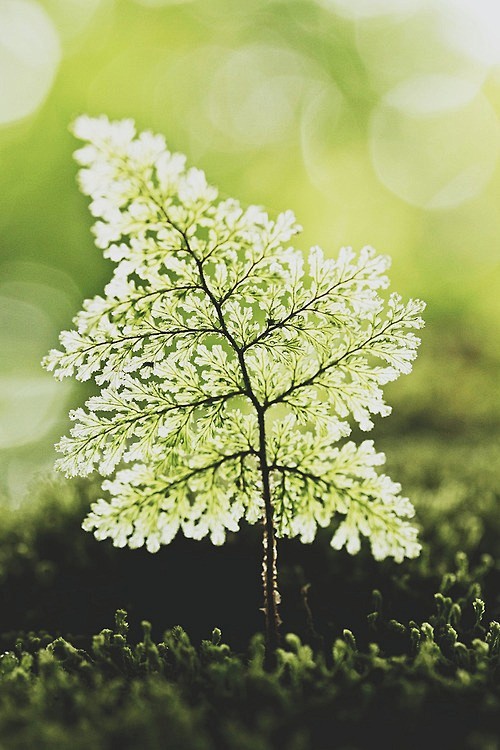 一草一木一清新