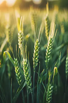 田园麦田小满节气摄影图