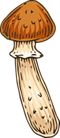 手绘秋季森林植物树叶蘑菇菌类蜗牛卡通免扣PNG图案 AI矢量素材 (8)
