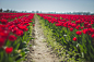 Nation of Flowers : Tulips in Rows