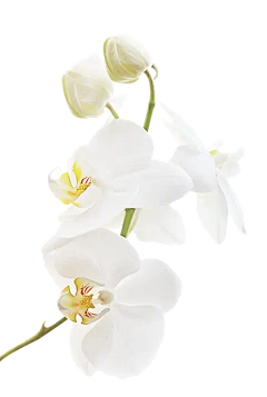 洛梵好奇怪采集到花