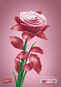 a pink flower with green stems and white petals on a pink background is featured in an advertisement for kodak