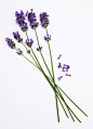 影棚拍摄,花,花瓣,熏衣草,花的组成部分_153602739_Fragrant lavender flowers simply displayed._创意图片_Getty Images China