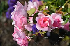 玫瑰 花 玫瑰绽放 花壁纸 美丽的花朵 自然 花朵 粉色的 盛开