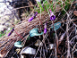 斑叶堇菜 （Viola variegata）