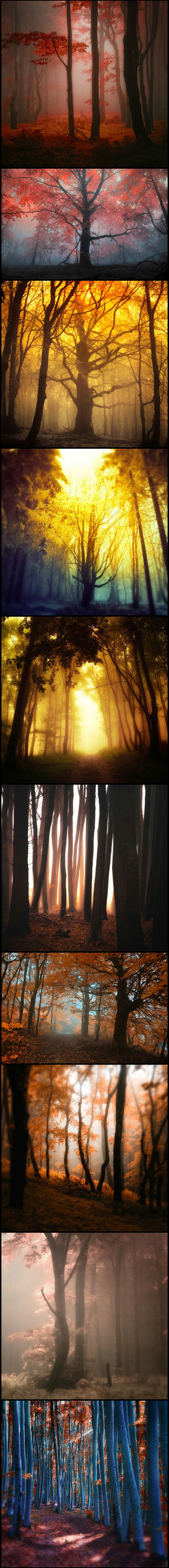 幻彩的森林，捷克摄影师Janek Sed...