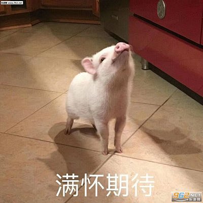 猪自杀表情包搞笑带字图片