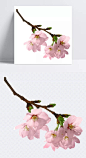 花PNG素材|花,花枝,开花,树枝的花,春节,春天,春,桃花,树枝,花元素,免扣png,桃花枝PNG素材