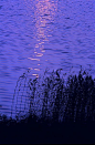 湖面的芦苇；太阳在水面的彩绘。
