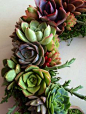 12 Succulent wreath 47.00 by Fairyblooms on Etsy, $47.00
