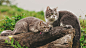 General 1920x1080 animals cat depth of field pet