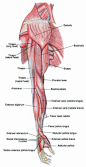 help with the muscles in a&p.