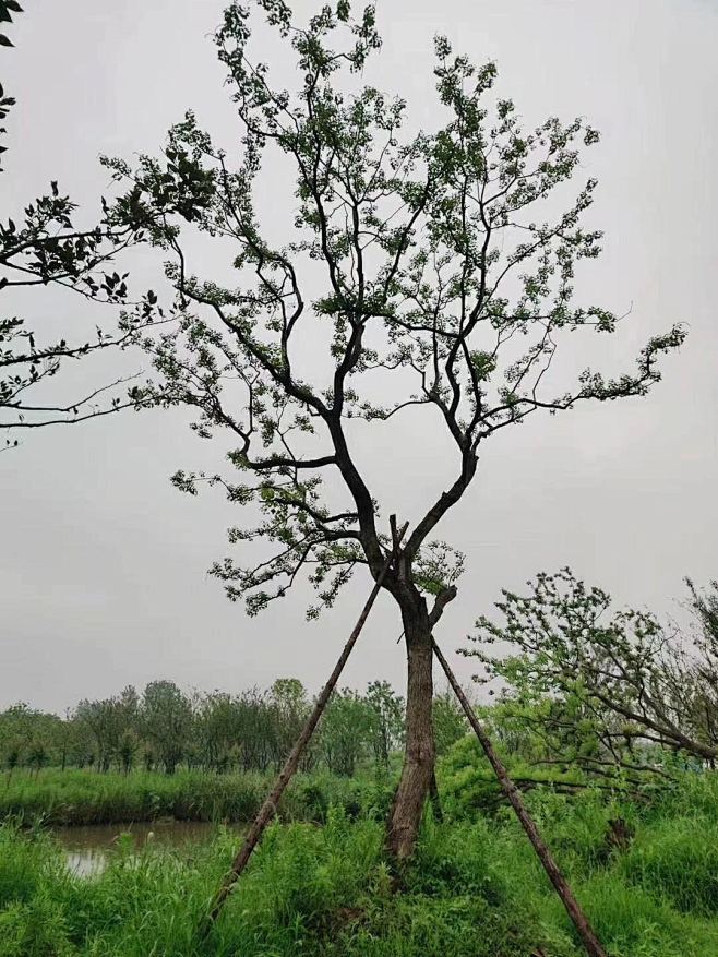 乌桕