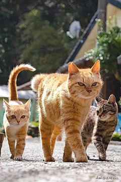 李砚采集到小猫咪
