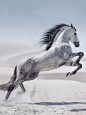 how long do horses live?  best ideas about horse pictures and images