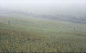 雾中的草原