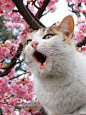 猛汉世雄的相册-桜と猫