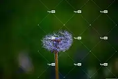 蒲公英 花卉背景 自然 植物 花壁纸 美丽的花朵 花朵 场地 花