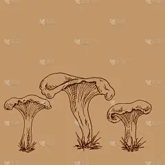轮廓,鸡油菌,动物手,分离着色,有机食品,自然,华丽的,季节,秋天,绘制