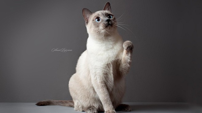 可爱动物暹罗猫图片高清大图电脑壁纸htt...