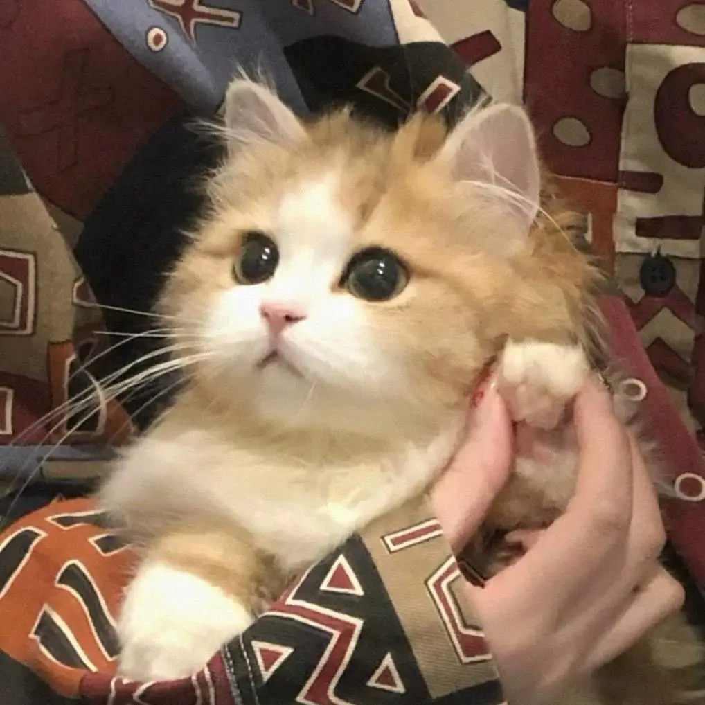 吃谷子の猫meme