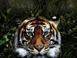 Jungle Tiger Desktop Wallpaper #采集大赛#