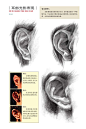 素描耳朵 (11)
